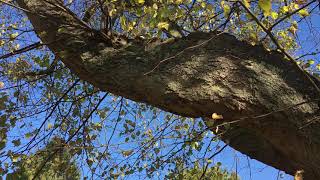 Common lime  large branch  November 2018 [upl. by Silvia]