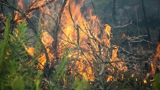 Prescribed Fire Controlled Burns Benefit Wildlife and Improve Habitat [upl. by Ahlgren234]