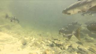 GoPro Fishing the Chehalis River in BC [upl. by Aedrahs]