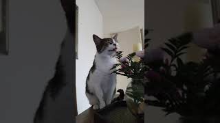 Cat sneezes while smelling flowers in Montevideo [upl. by Fran]