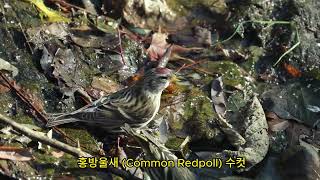 2023 홍방울새 Common Redpoll [upl. by Jenness]