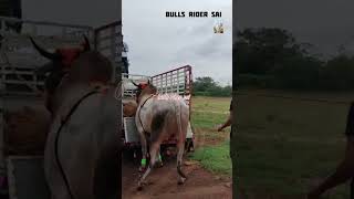 Ranadev jumping video 😇 viral videobullseyebulls lover [upl. by Omrellug]