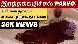 PARVOVIRUS IN DOGS  EXPLAINED IN TAMIL PARVOVIRUS VET DOGS [upl. by Wills477]