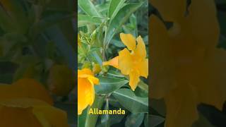 allamanda [upl. by Arahd]