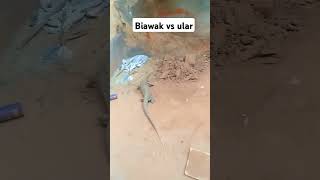 Biawak vs ularanimals hewanpredator [upl. by Ioyal644]