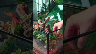 large terrarium built for insect idea sharing terrariums insects [upl. by Stubbs]