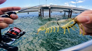 Fishing the Chasebaits Flick Prawn with Instant results at Hays Inlet Brisbane [upl. by Ladnik340]