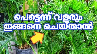 ഒരു ചെടിയെങ്കിലും വീട്ടിൽ വയ്ക്കണം Philodendron Selloum Plant [upl. by Saeger854]