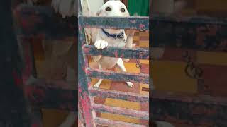 dog lovers short videotelugu [upl. by Arreyt389]