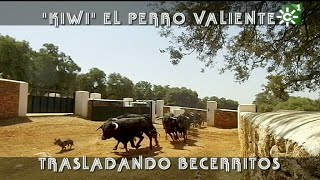 Toros de Reservatauro Kiwi perro torero valiente traslada becerritos  Toros desde Andalucía [upl. by Hoseia]