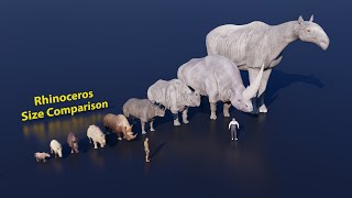 Rhinoceros Size Comparison [upl. by Stoller]