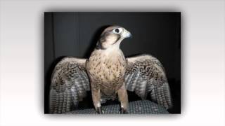 الصقر الوكري  Lanner Falcon  عالم الحيوان [upl. by Malkah855]