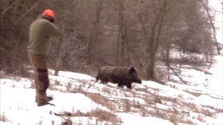 Best of Driven Wild Boar Hunting ep 2  Ultimate Hunting [upl. by Brandise]