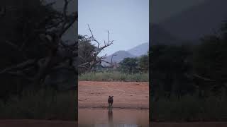 Brown Hyena sighting at watering hole [upl. by Perzan]