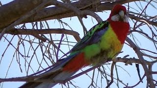 Eastern Rosella Parrot Chatting （⌒▽⌒） [upl. by Kriss389]