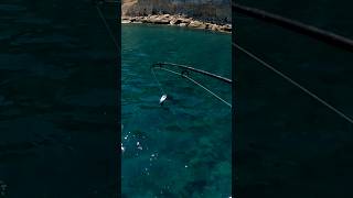 Pescando ladyfish SALTARIN en agua super CRISTALINA 😱 fishing pesca [upl. by Shurlock]