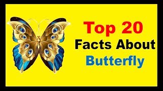 Butterfly  Facts [upl. by Linea801]