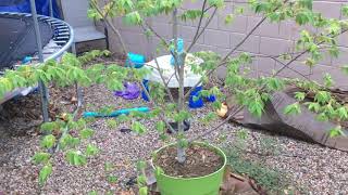 Grow Jamaican Cherry in a Container [upl. by Rochell]