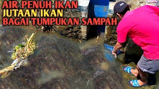 GEMETAR Temukan Jutaan Ikan Seperti Sampah Penuhi Selokan Sampai Air Tertutup Jutaan Ikan [upl. by Airehtfele]