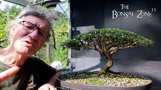 Preparing My Serissa for the Bonsai Shows Part 2 The Bonsai Zone Aug 2024 [upl. by Zanahs401]