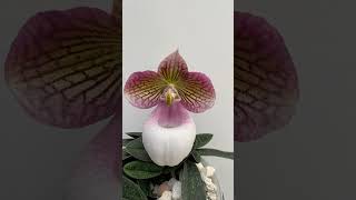 Paphiopedilum Micrantum Var Eburneum [upl. by Haland770]