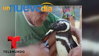 Pingüino nada 5000 millas para ver al pescador que lo salvó  Un Nuevo Día  Telemundo [upl. by Yniffit439]