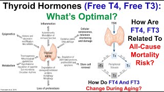 Thyroid Hormones FT4 FT3 Whats Optimal [upl. by Elodea]