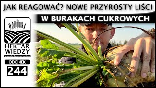 NOWE PRZYROSTY LIŚCI W BURAKACH  JAK REAGOWAĆ  ODCINEK 244 [upl. by Anaidirib]