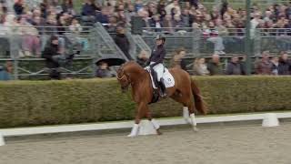 Pjethro hengstenshow Van Olst Horses 2024 [upl. by Haibot]