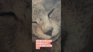 また会うからね😭💖ねこ動画 猫のいる暮らし cat おれねこれおんくんステ西livejapan japanese 三重 バス 高速バス東京 福島 ステ西 ほのれおん [upl. by Aleuqahs]