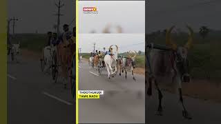 Elkai race using bullock carts was organized during the Chitra Pongal festival near Kovilpatti [upl. by Letta]