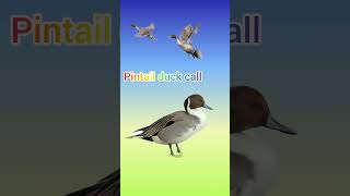 pintail duck callpintail ki awaz duck sound hunting birdssubscribe [upl. by Solokin864]