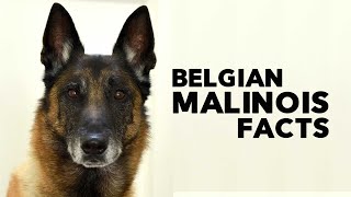 Belgian Malinois Everything You Need to Know [upl. by Nitsrek]