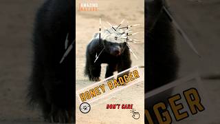 Honey Badger 🦨 quotJust Not Give a Shitquot [upl. by Isla]