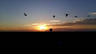 Sunrise Fl October 17 2024 with yardbirds [upl. by Zahc]