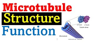 Microtubule structure and function [upl. by Ailene]