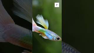 The Fascinating History of Guppies And Why They Matter [upl. by Mena786]