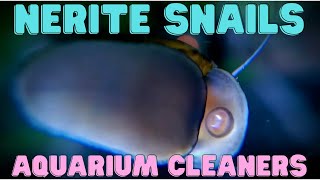 Nerite Snail  Aquarium Cleaners [upl. by Nirik451]