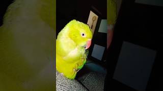 youtubeshorts mittoo parrottalking parrot birds cute viralvideo trending [upl. by Aihpos]