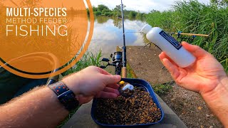 MultiSpecies Method Feeder Fishing [upl. by Kaitlin]