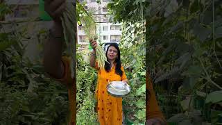 Harvested cowpea brinjal okra growing in terrace garden [upl. by Oigufer760]