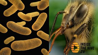 PROBIOTICS help HONEY BEES with fungal disease [upl. by Yenrab254]