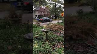 Shandon Neighborhood Blossom Street Trump 2024 Sign Nov 7 columbiasouthcarolina streetwalking [upl. by Omsare]