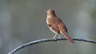 20241025 Brown Thrasher [upl. by Nolra]