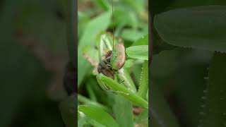 Praying Mantis Hunts Japanese Honeybees at the Hive [upl. by Rowen]