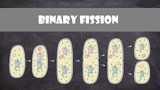 Binary Fission  Cell Biology [upl. by Eelsew]