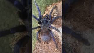 Psazimai tarantula spider [upl. by Rubinstein776]