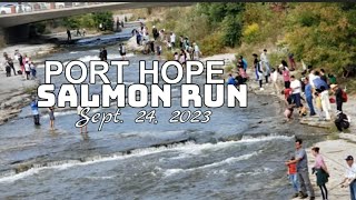 Salmon Run Port Hope Sept 24 2023 🇨🇦 [upl. by Atilef]