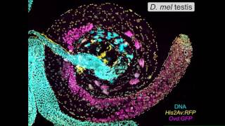 C Large Mechanism of hybrid incompatibility between two subspecies of Drosophila pseudoobscura [upl. by Limann317]