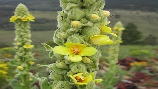 Propiedades Curativas Del Gordolobo  Para Que Sirve El Gordolobo Verbascum thapsus [upl. by Idden496]